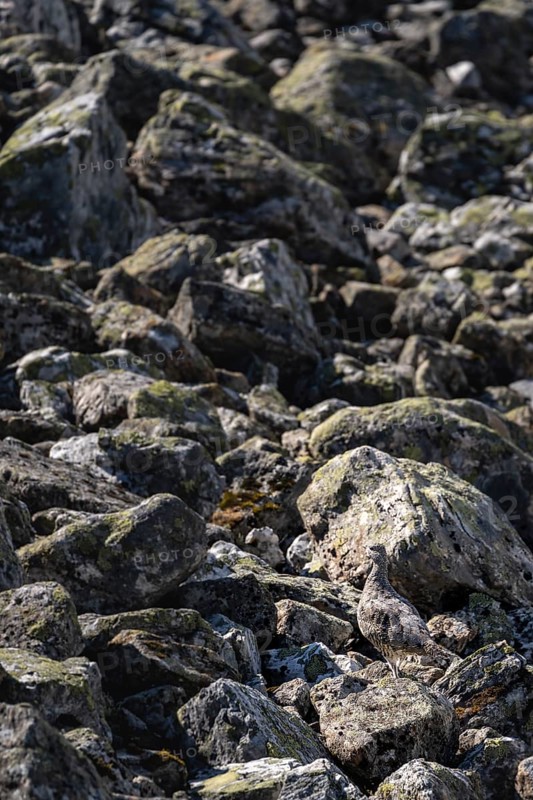 Camouflaged ptarmigan