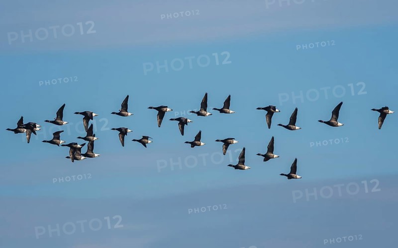 Brent Geese in flight