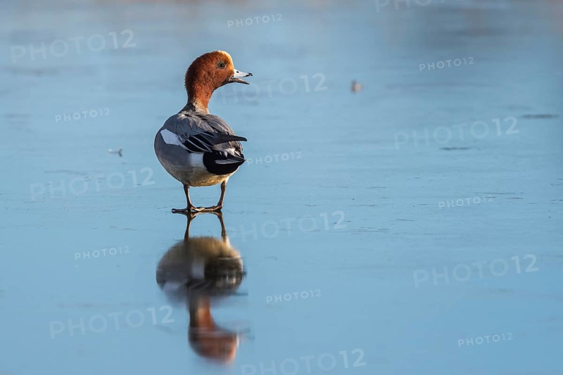 Eurasian Wigeon