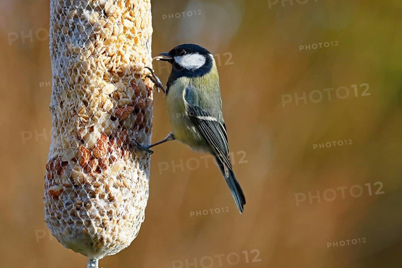Great tit