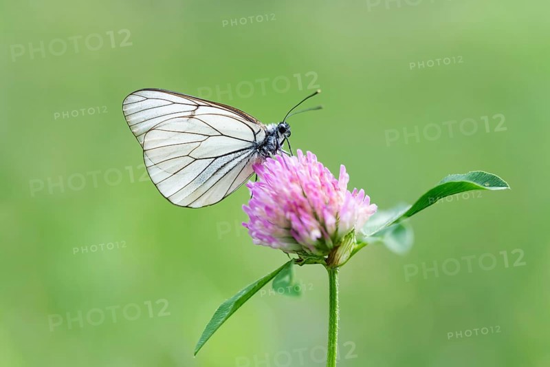 Black-veined white