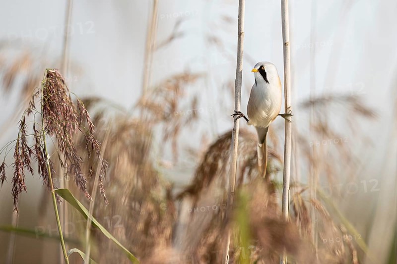 Bearded reedling
