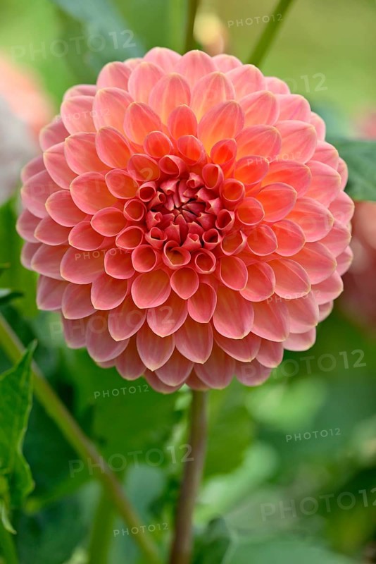 Decorative dahlia