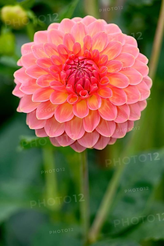 Decorative Dahlia