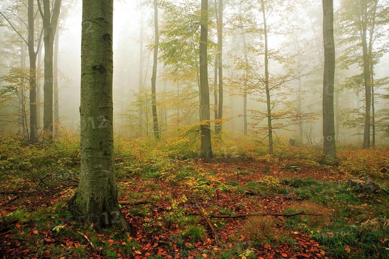 Beech forest in autumn