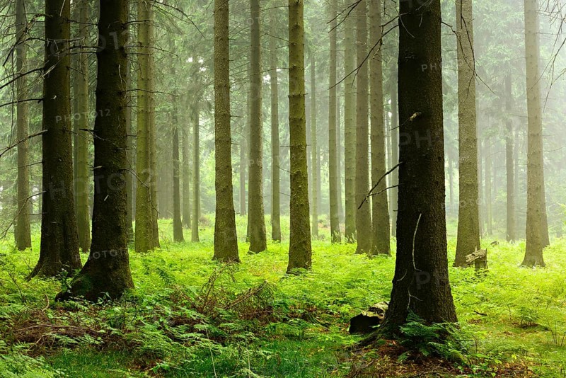 Atmospheric spruce forest in the early morning
