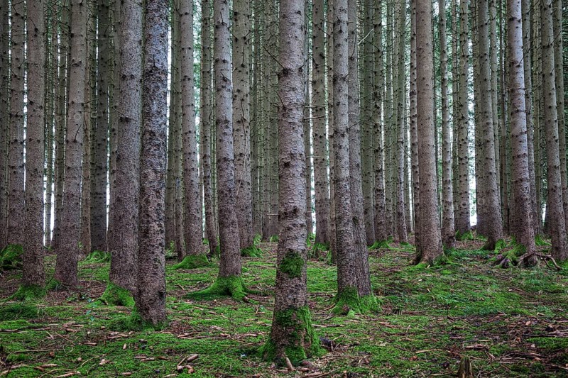 Monoculture