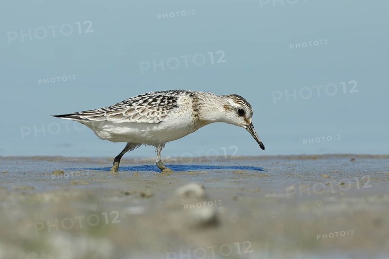 Sanderling