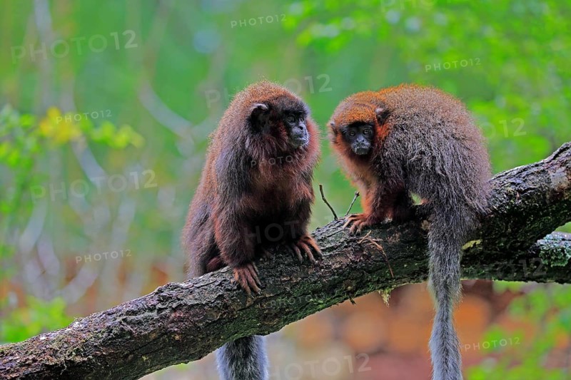 Red spring monkey