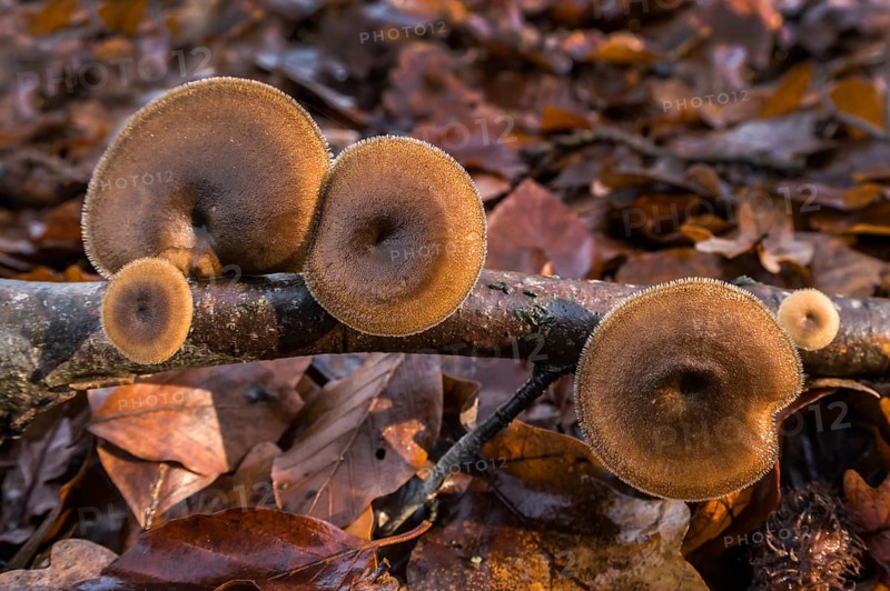 Polyporus brumalis