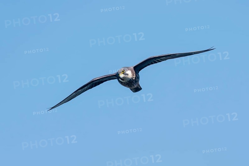 Eleonora's falcon
