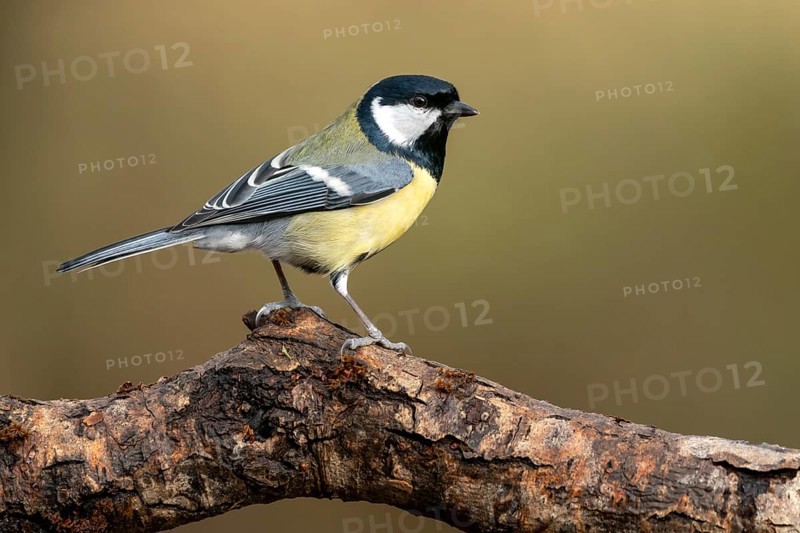 Great tit
