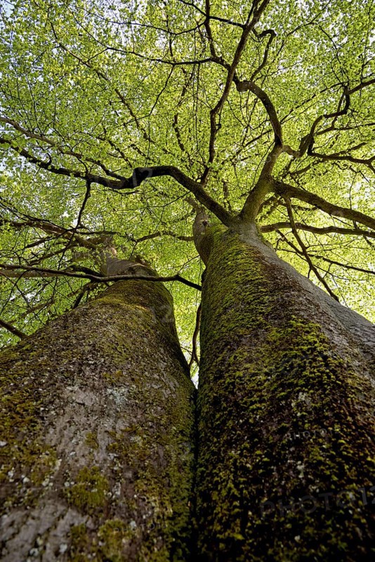 Common beeches