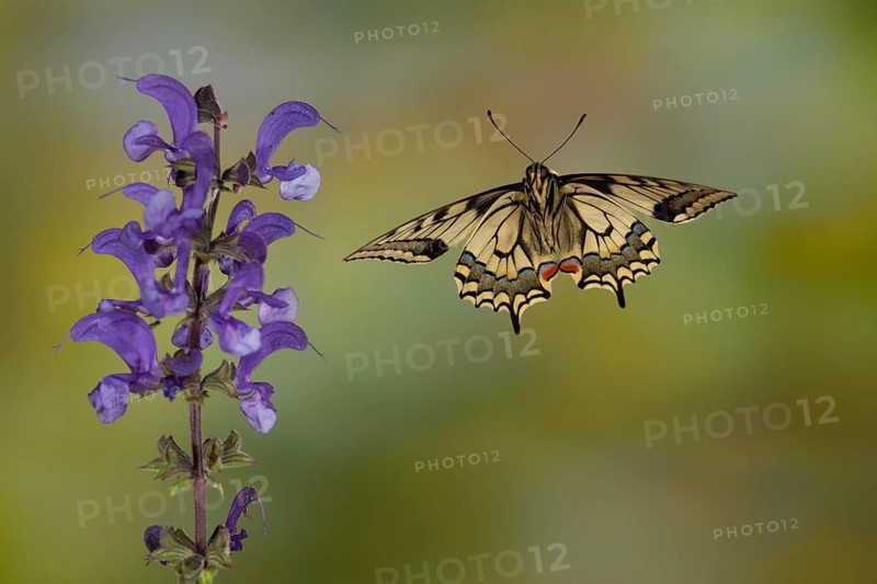 Swallowtail