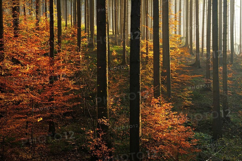 Sunny spruce forest with beginning regeneration by beech in autumn