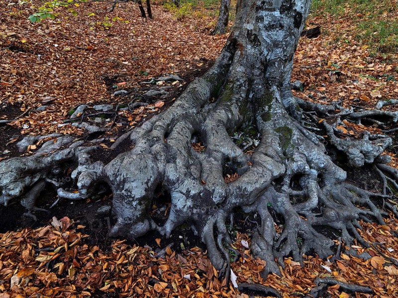 Mighty rootstock