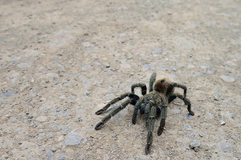 Tarantula