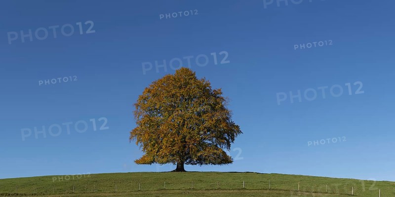 Common beech