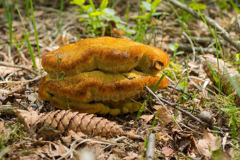 Velvet-top fungus
