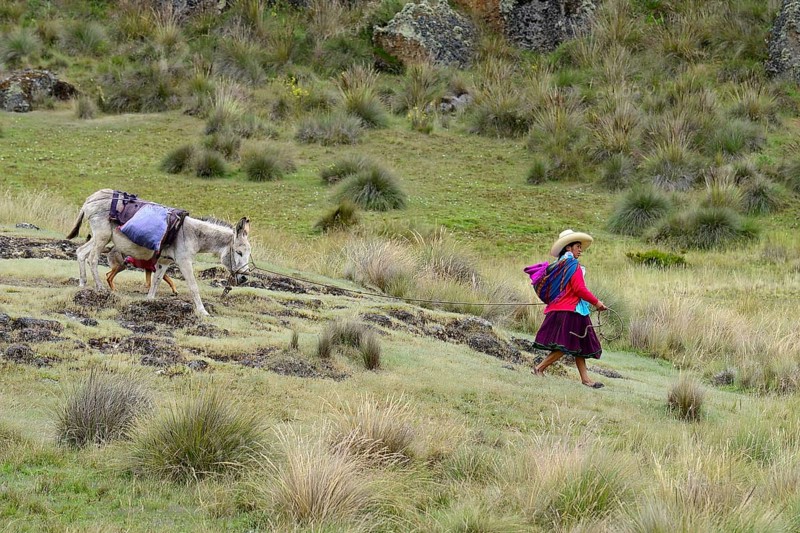 Indigenous woman leading a loaded donkey