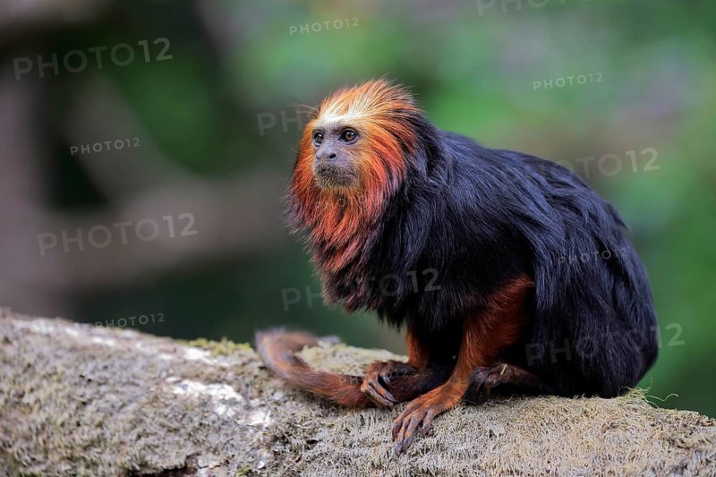 Golden-headed lion tamarin