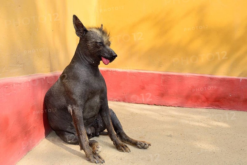 Peruvian naked dog