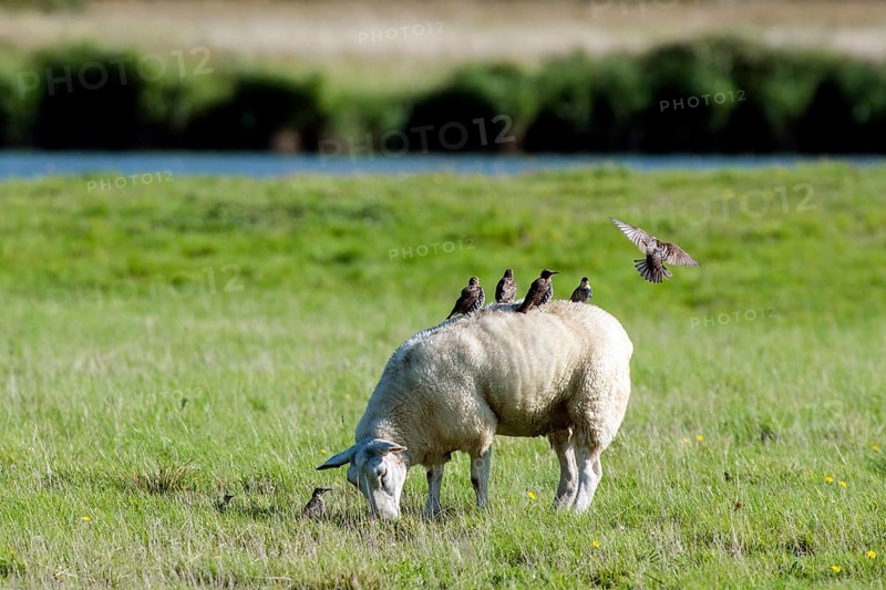 Domestic sheep