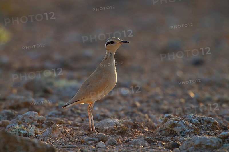 Racing bird