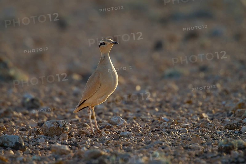 Racing bird