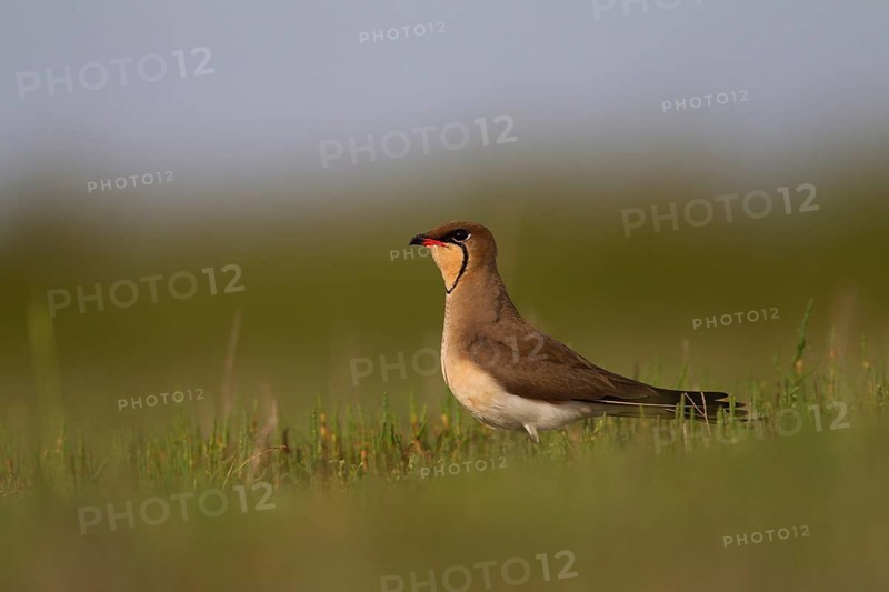 Collared pratincole