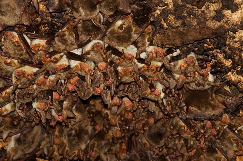 Punic mouse-eared bat