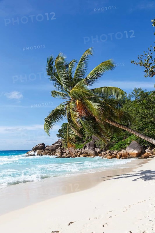 Anse Georgette beach holiday island Praslin palm tree portrait sea