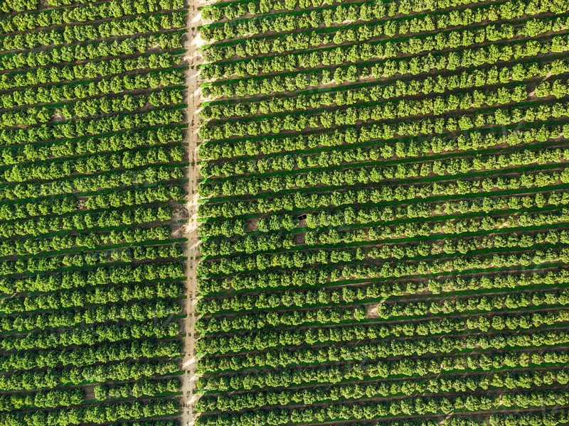 Aerial view of orange grove creating great texture
