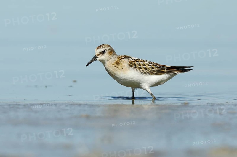Little stint