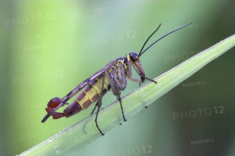 Common scorpionfly