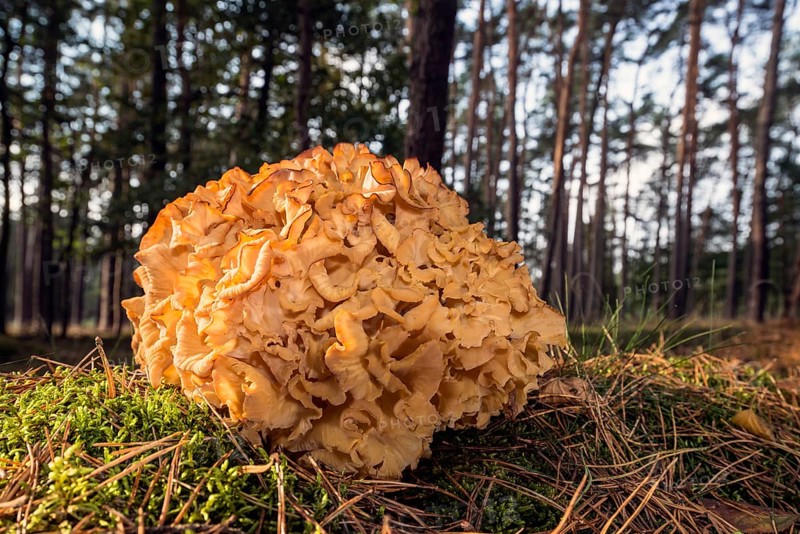 Wood Cauliflower fungus