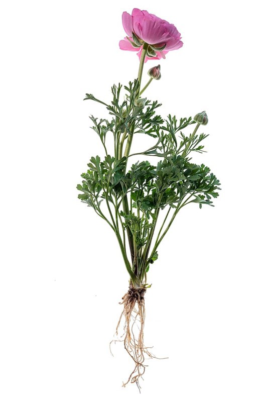 Ranunculus