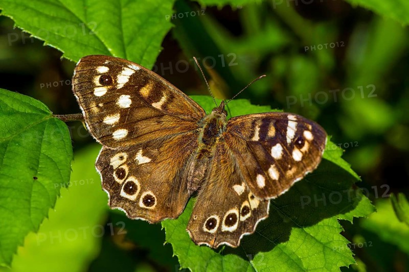 Speckled wood