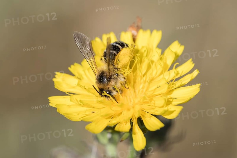 Pantalon bee