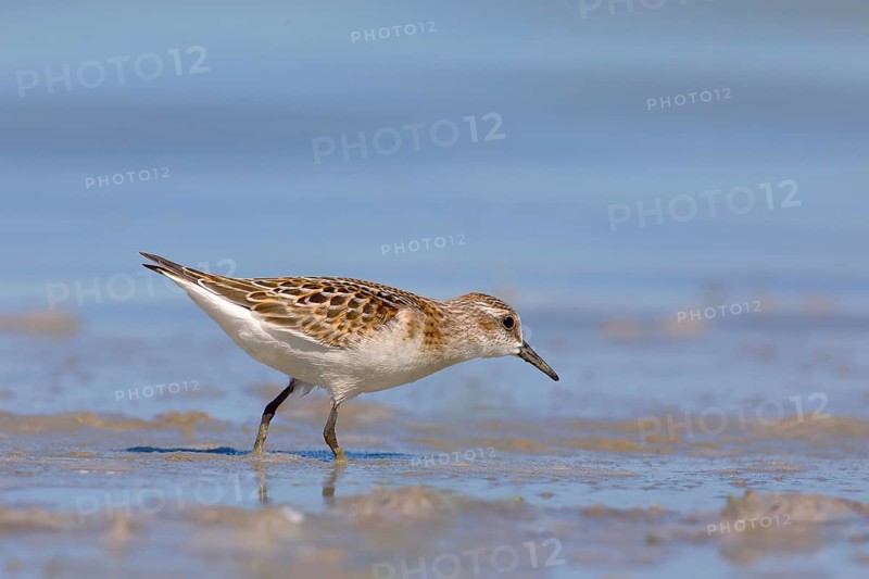Little stint