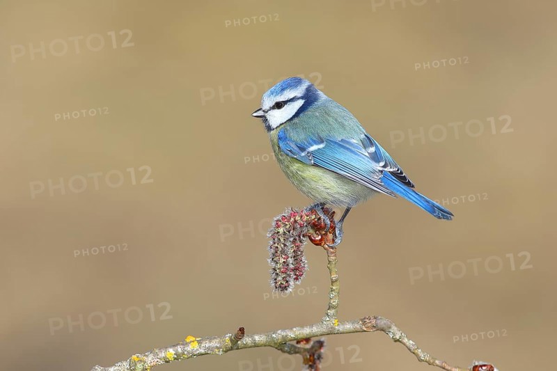 Blue tit