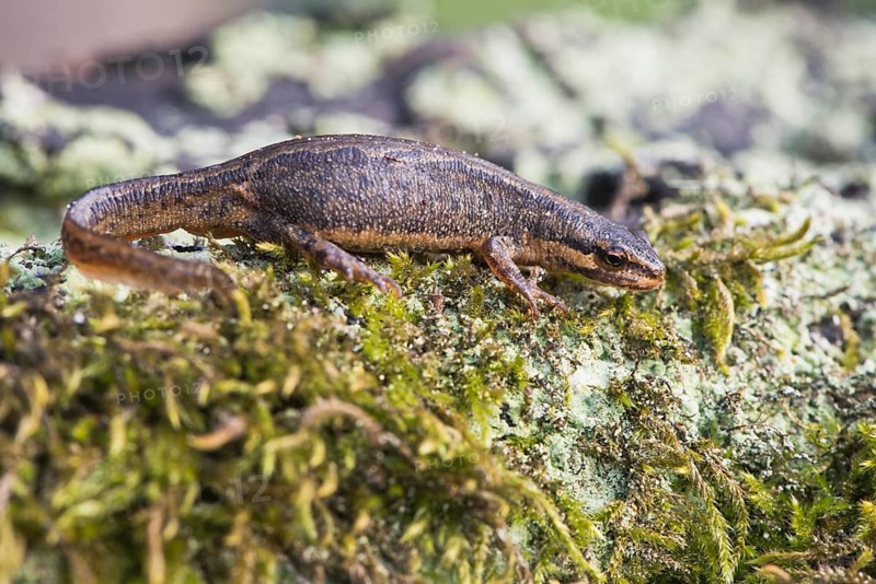 Common newt