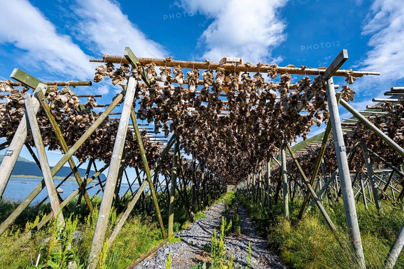 Cod heads drying on wooden rack