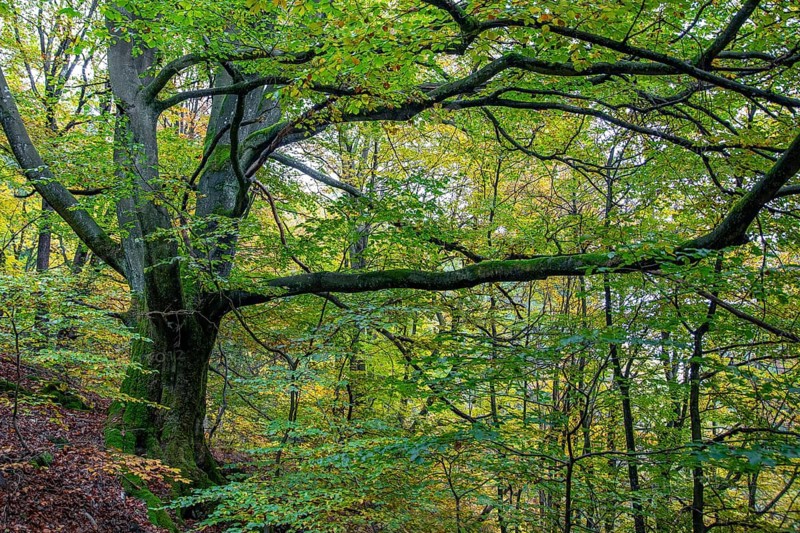 Green leafy beech in the Helle valley near Winterberg