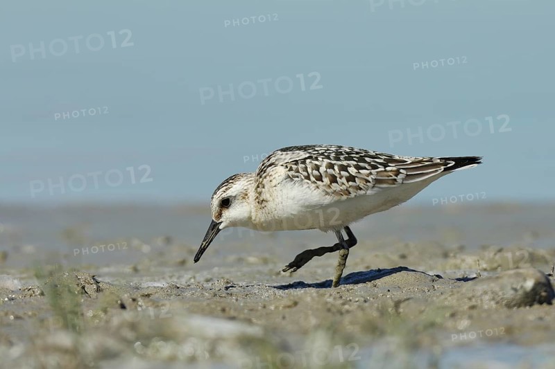 Sanderling