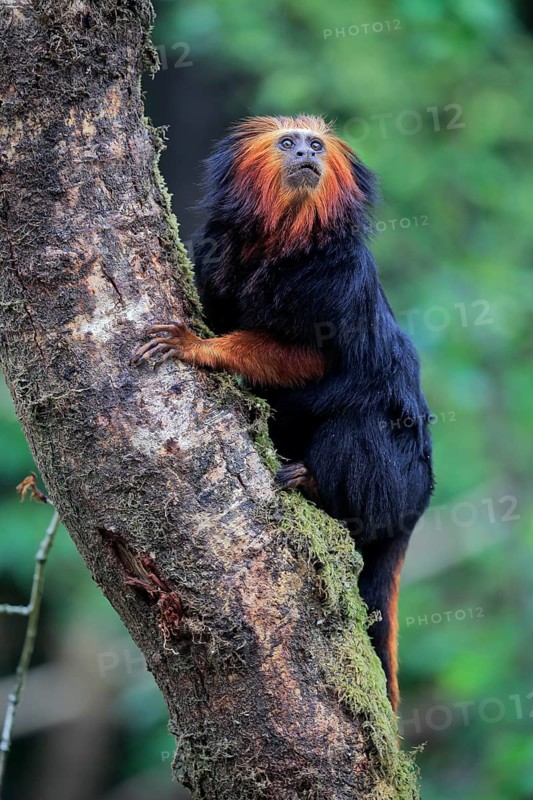 Golden-headed lion tamarin