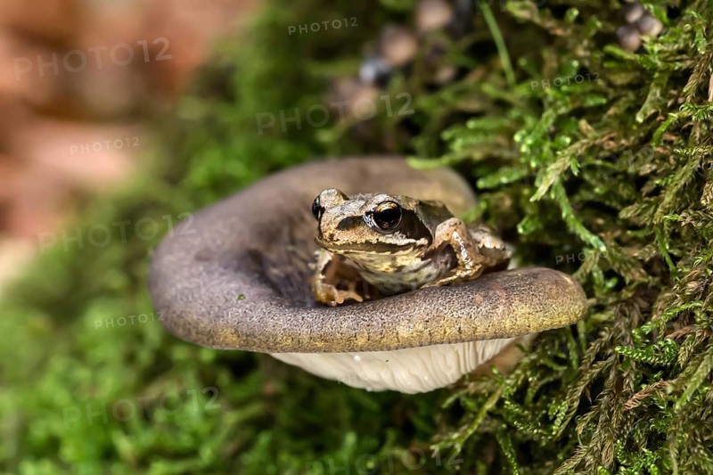 Late oyster