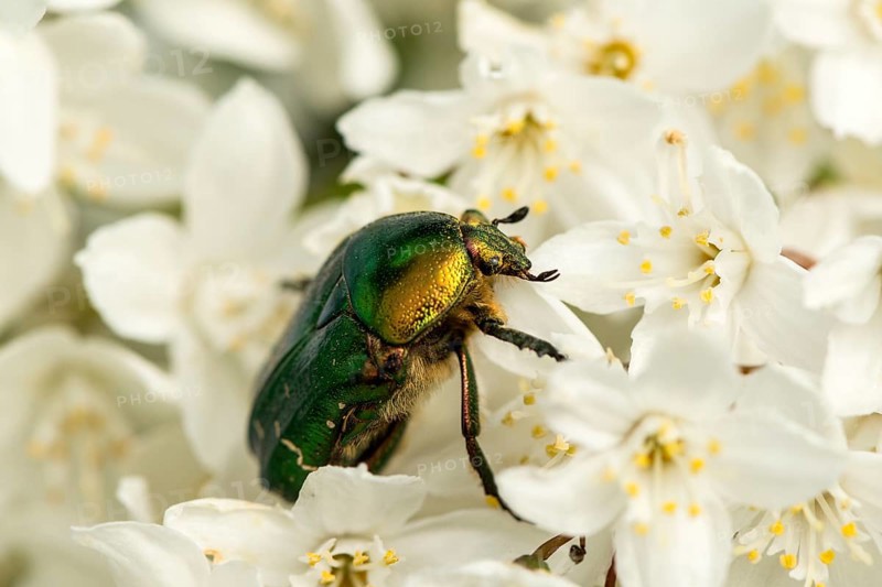Rose chafers