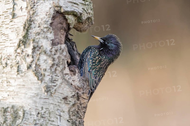 European Starling