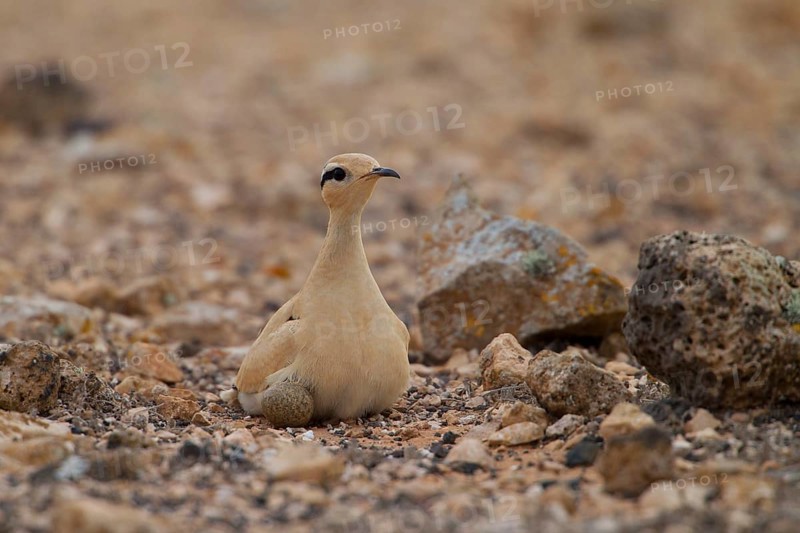 Racing bird